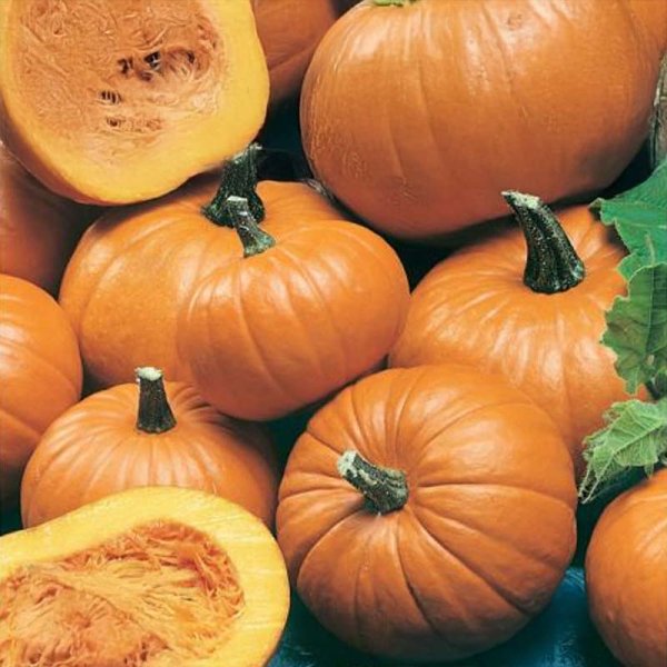 Oliegræskar 'Baby Bear'