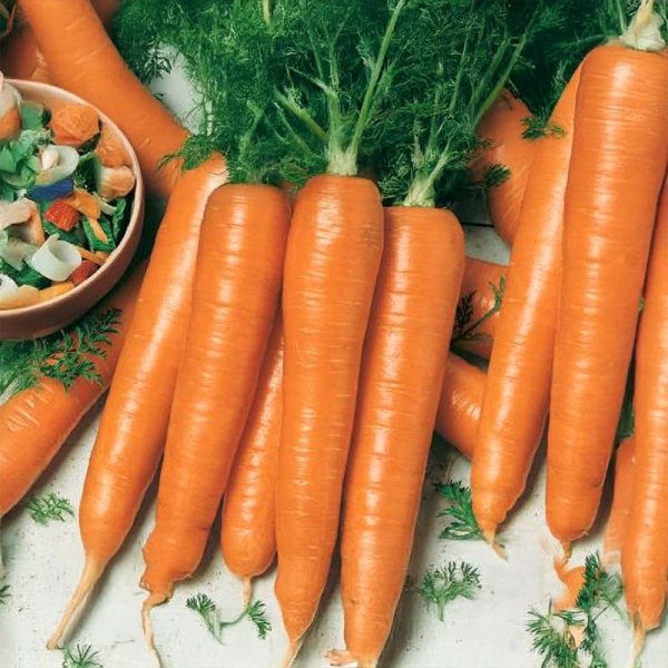 Sommergulerod 'Rotin'