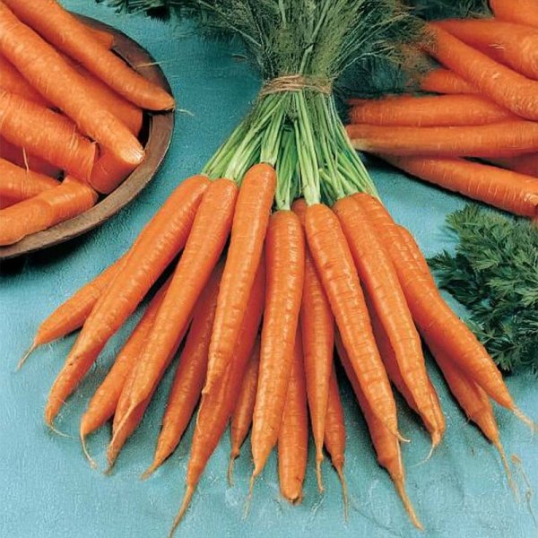 Sommergulerod 'Sugarsnax 54' F1