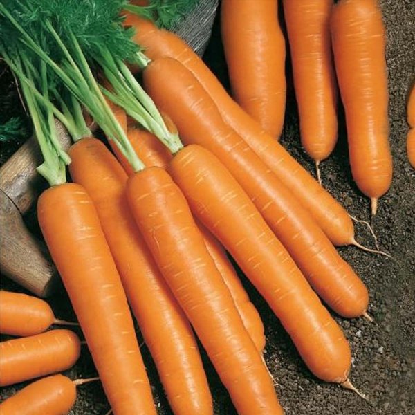 Sommergulerod 'Napoli' F1