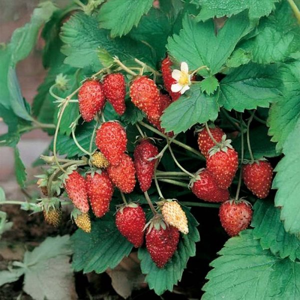 Månedsskovjordbær 'Monatsbowlenzauber'