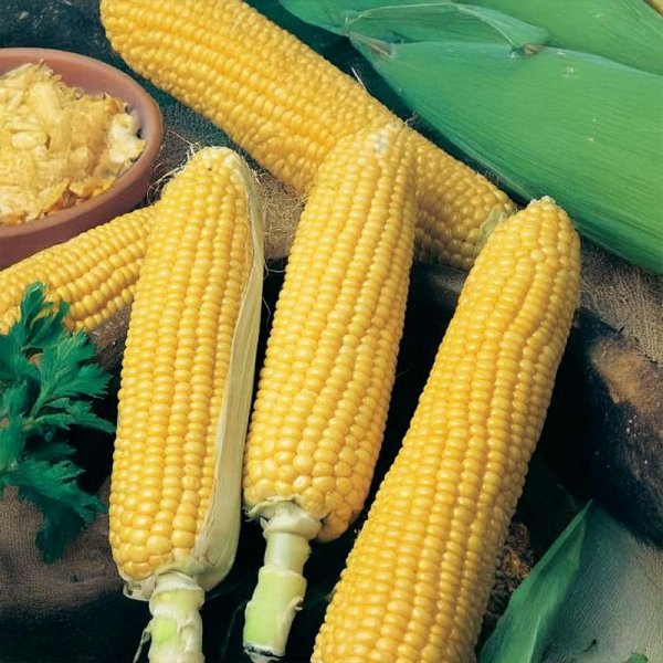 Sukkermajs 'Sweet Nugget' F1