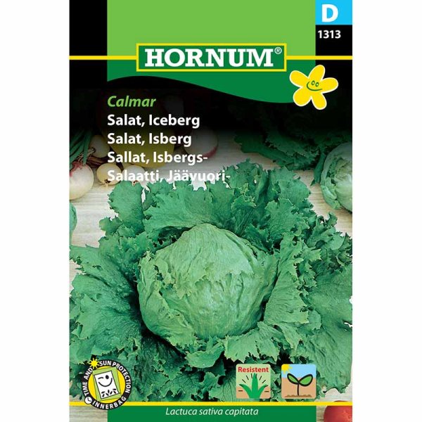 Iceberg salat 'Calmar'