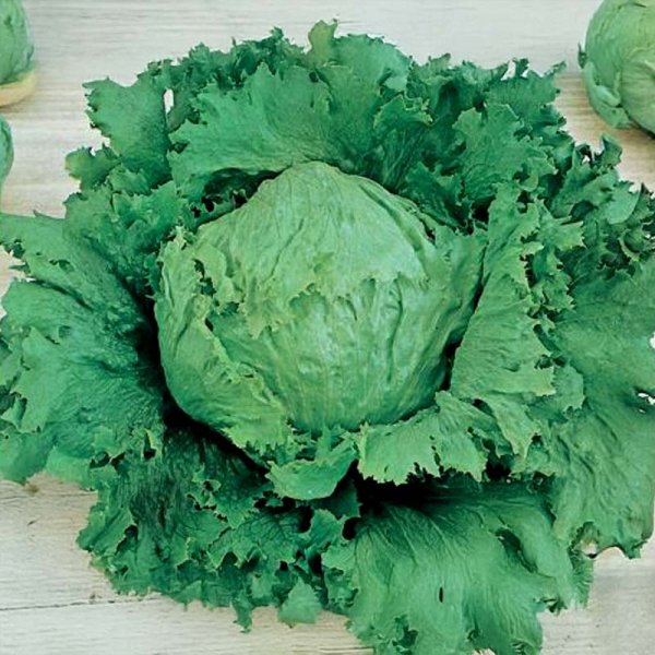 Iceberg salat 'Calmar'