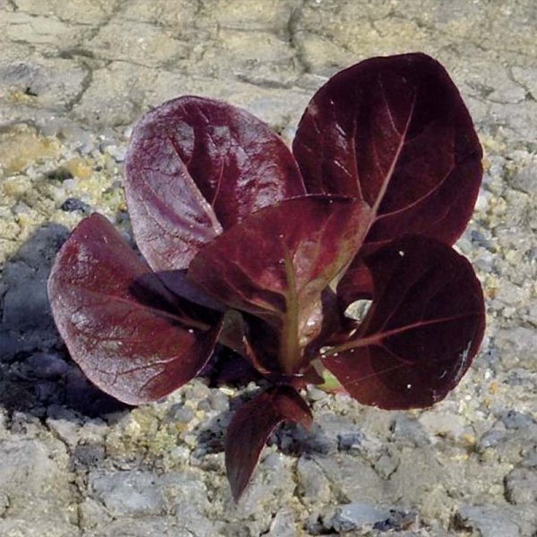 Romainesalat 'Ovired'