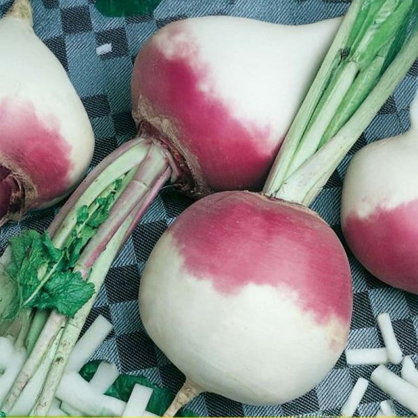 Majroe 'Ronde Witte Roodkop'