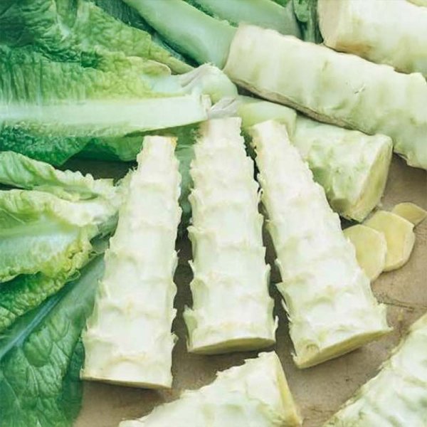 Stængelsalat 'Celtuce'