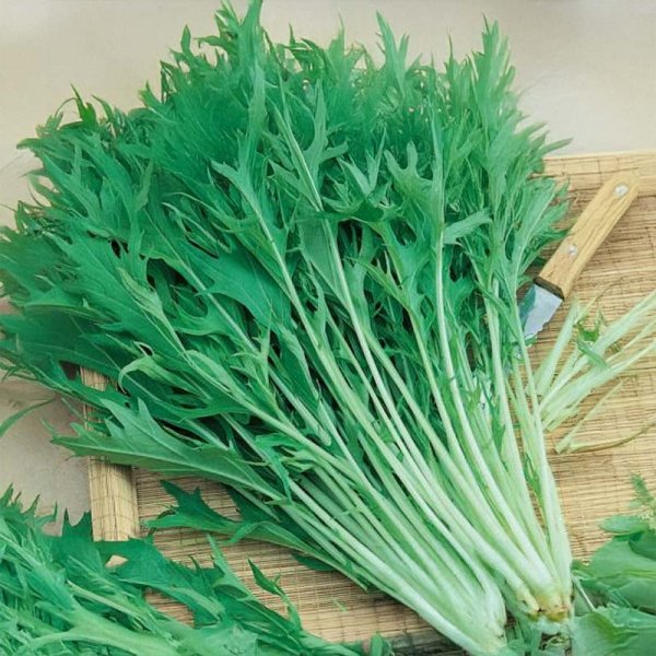 Asiatisk kål 'Mandovi'