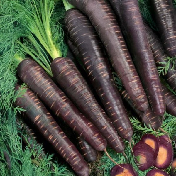 Sommergulerod 'Purple Haze' F1