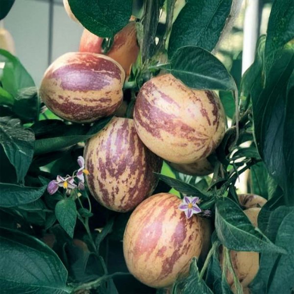 Pæremelon 'Pepino'