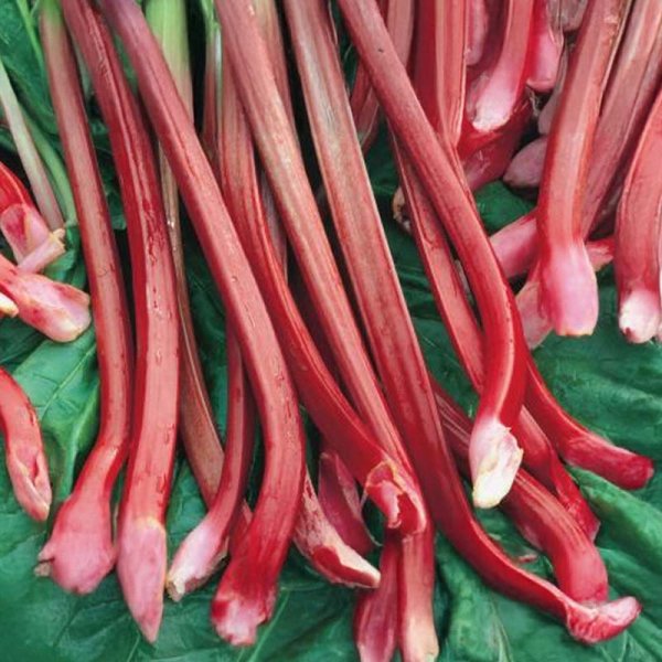 Rabarber 'Victoria'