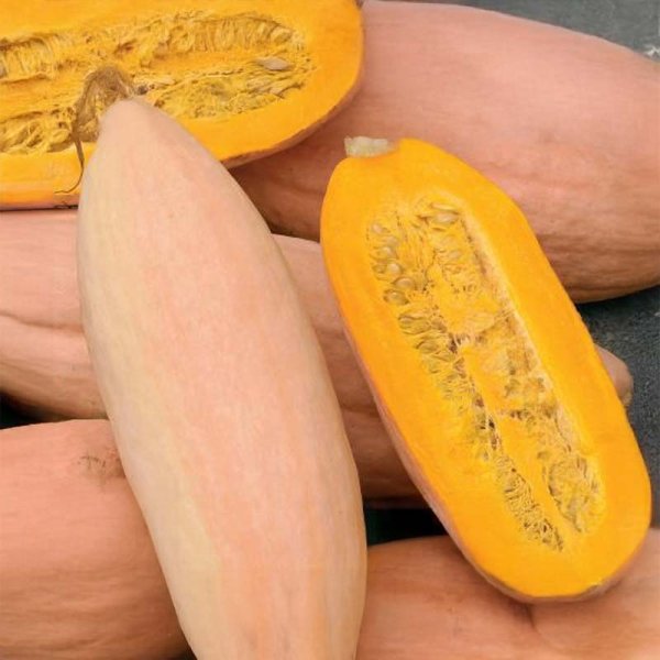 Kæmpegræskar 'Pink Banana Jumbo'