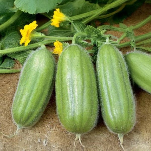 Agurkmelon 'Armenische Carosello Barese'