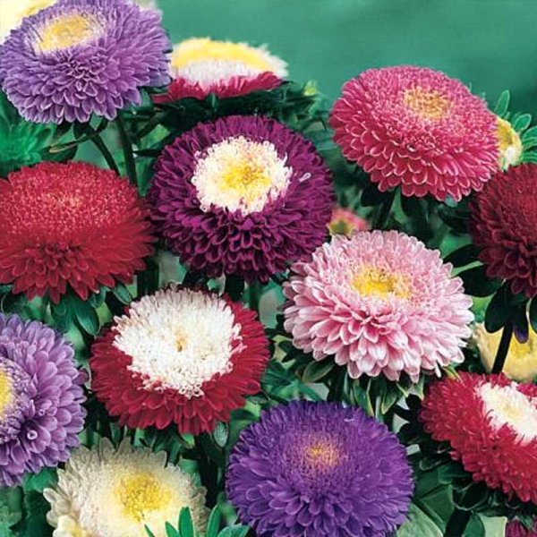 Asters 'Pompon mix'