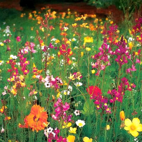 Blomsterblanding '1001 Nats Drøm'