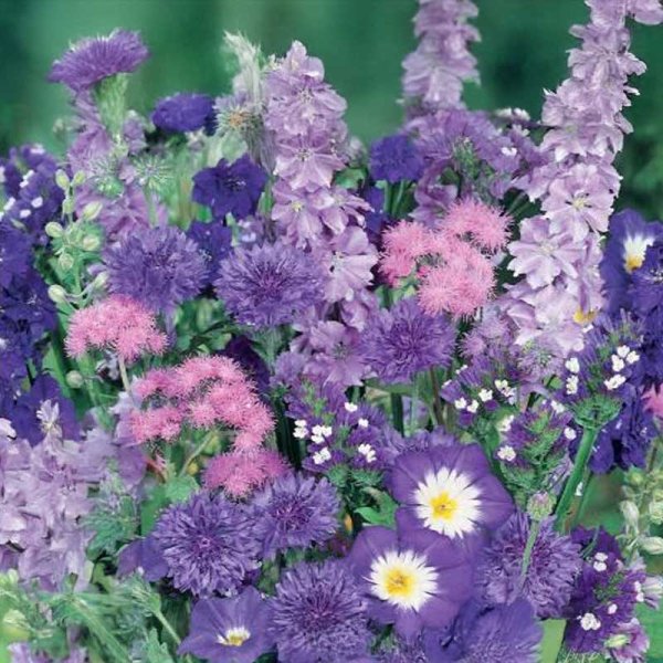 Blomsterblanding Blå