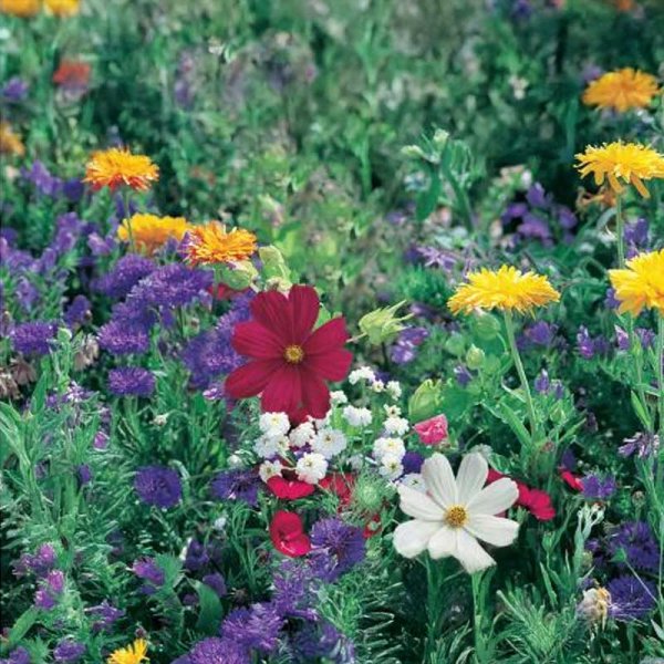 Blomsterblanding Mark og Eng