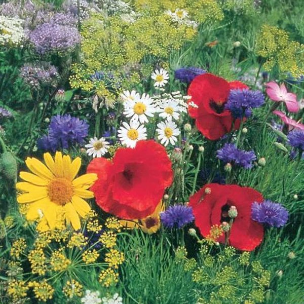 Blomsterblanding Nektar 2