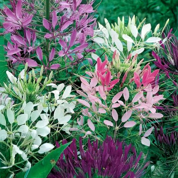 Paradisblomst 'Spider'