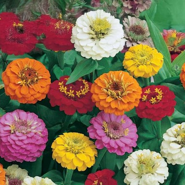 Zinnia 'Liliput'