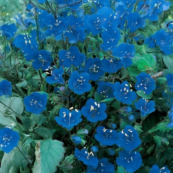 Honningurt 'Honeybee Friend'