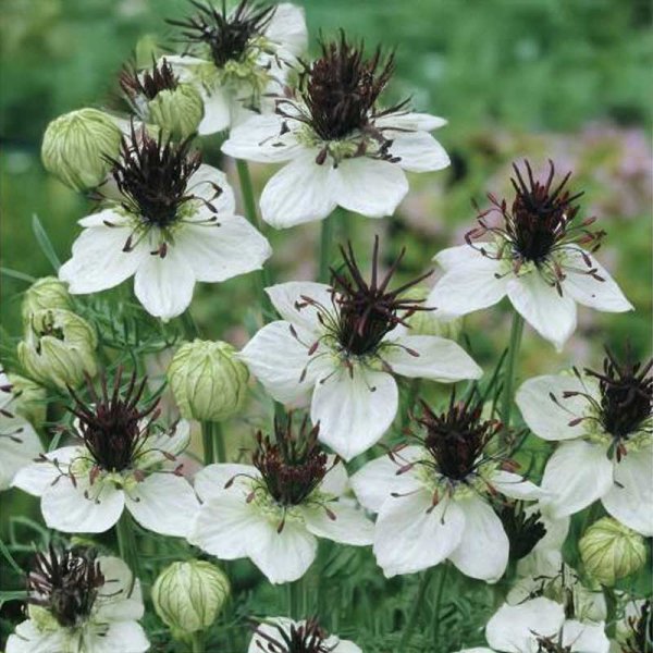 Jomfru i det Grønne 'African Bride'