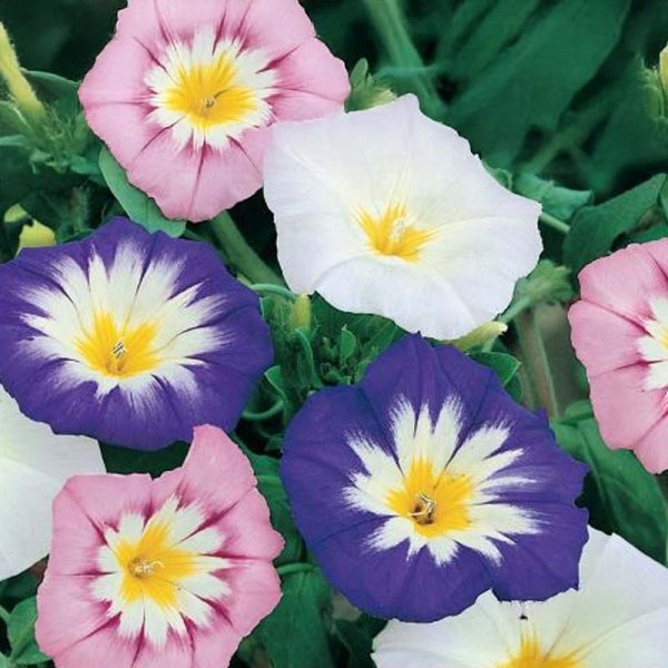 Pragtsnerle 'Shooting Star'