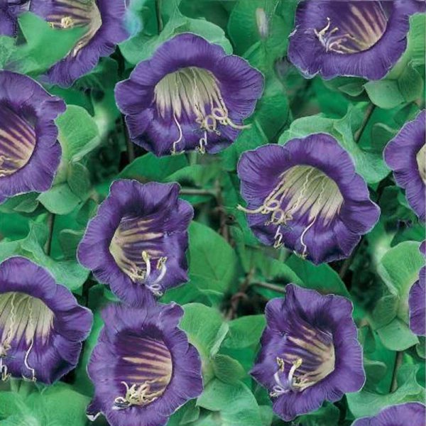 Klokkeranke 'Viola'