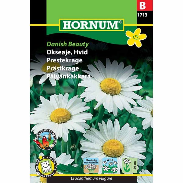 Marguerit 'Danish Beauty'