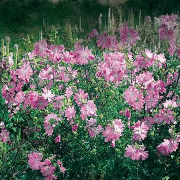 Moskuskatost 'Rosa'