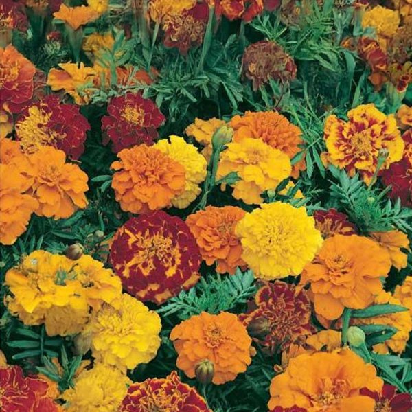 Tagetes 'Sparky'