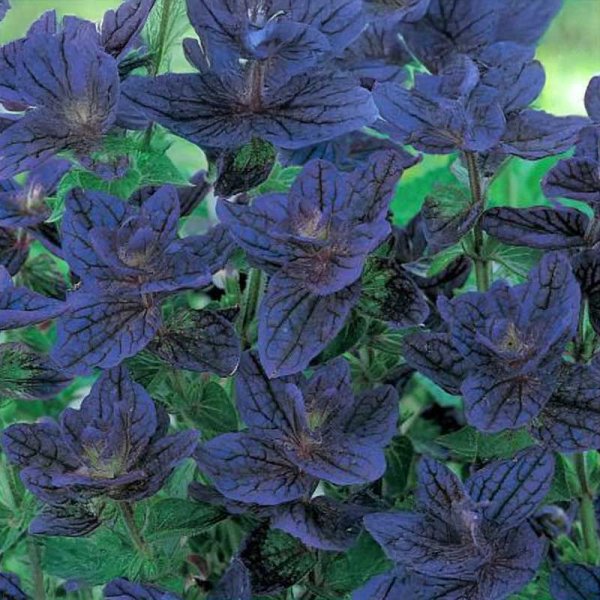 Salvie 'Blue Monday'