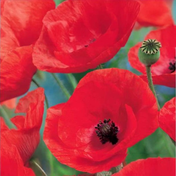 Kornvalmue 'Summerdream'