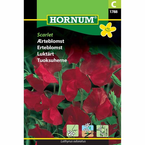 Ærteblomst 'Scarlet'