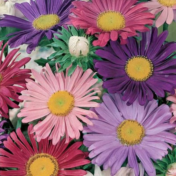 Asters 'Margareten Mix'