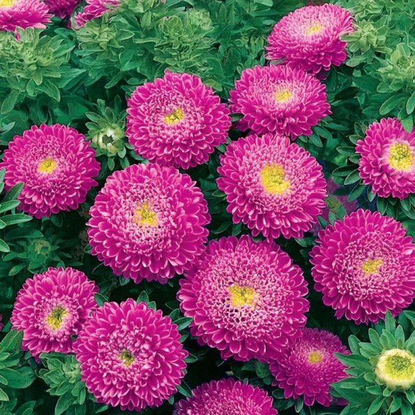 Pomponasters 'Sidonia Light Violet'