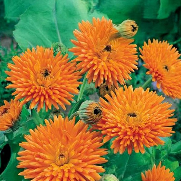 Morgenfrue 'Orange Porcupine'