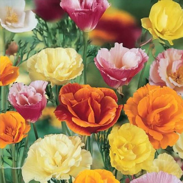 Sovekop 'California'