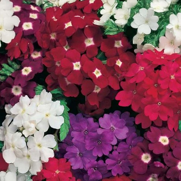 Haveverbena 'Romance Mix'