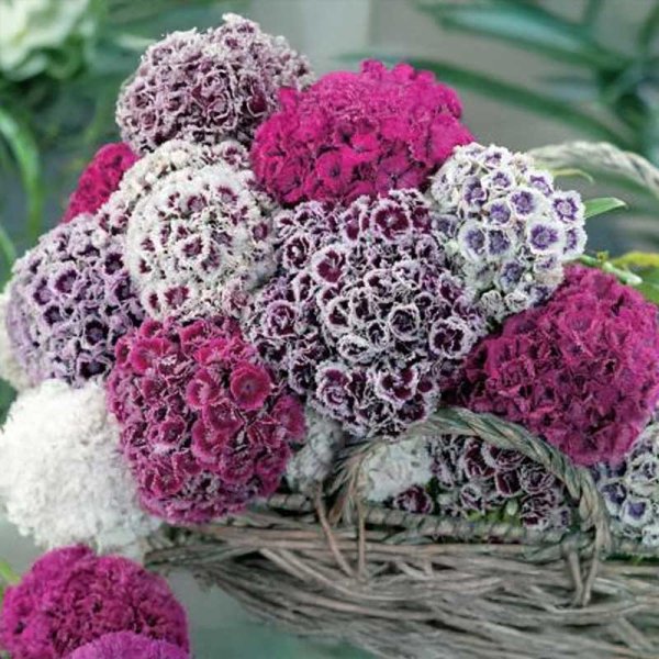 Studenternellike 'Hats On'