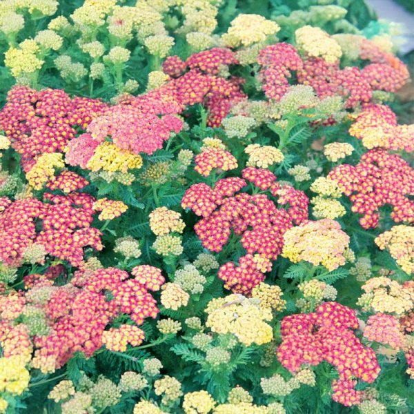 Roseniberis 'Pink Pillow'