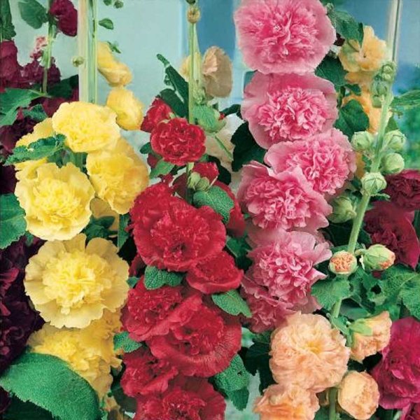 Stokrose 'Chater’s Mix'