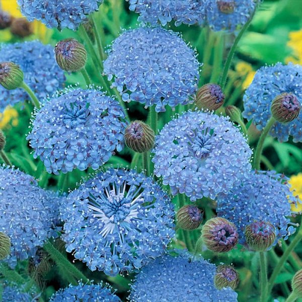 Blåparaplyblomst 'Blue Umbrella'