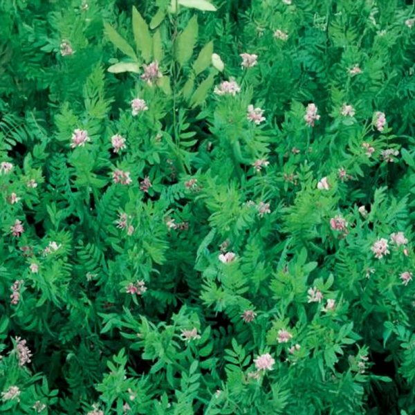 Grøngødning 'Serradella'