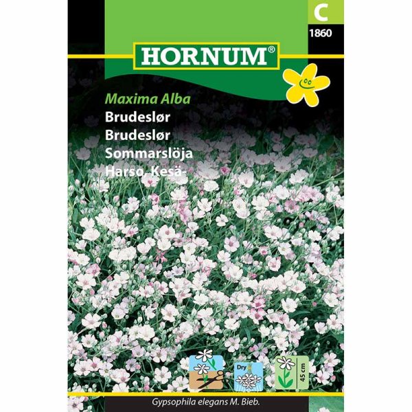 Sommerflor 'Maxima Alba'