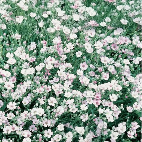 Sommerflor 'Maxima Alba'