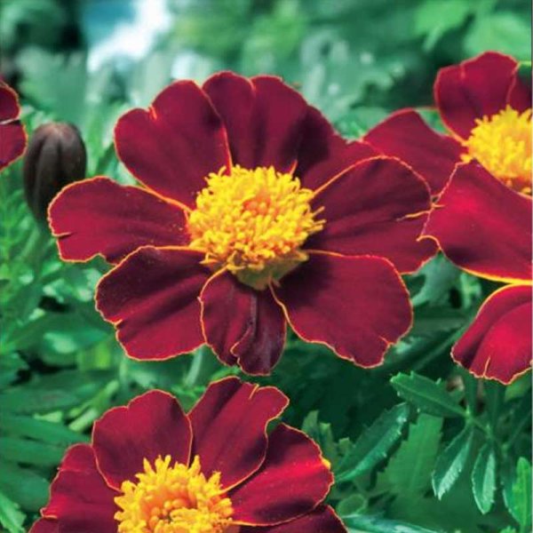 Tagetes 'Disco Red'