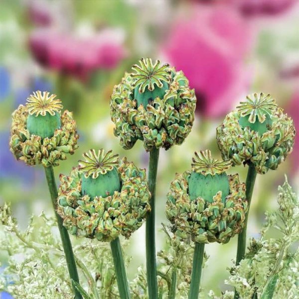 Valmue 'Hens & Chicks'