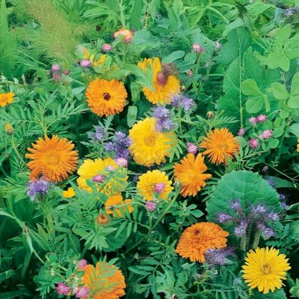 Blomsterparadisblanding