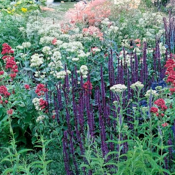 Sommerfugleengblanding